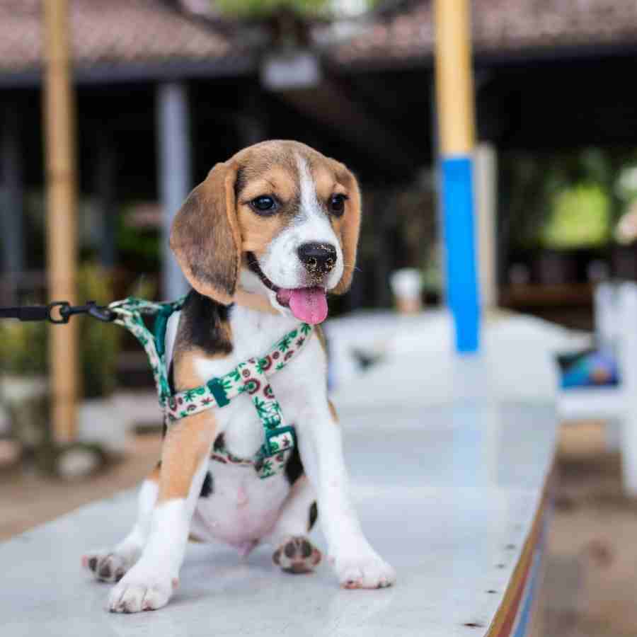 Adorable beagle puppy with sand on his nose, easily distracted and pulling during leash training outside.