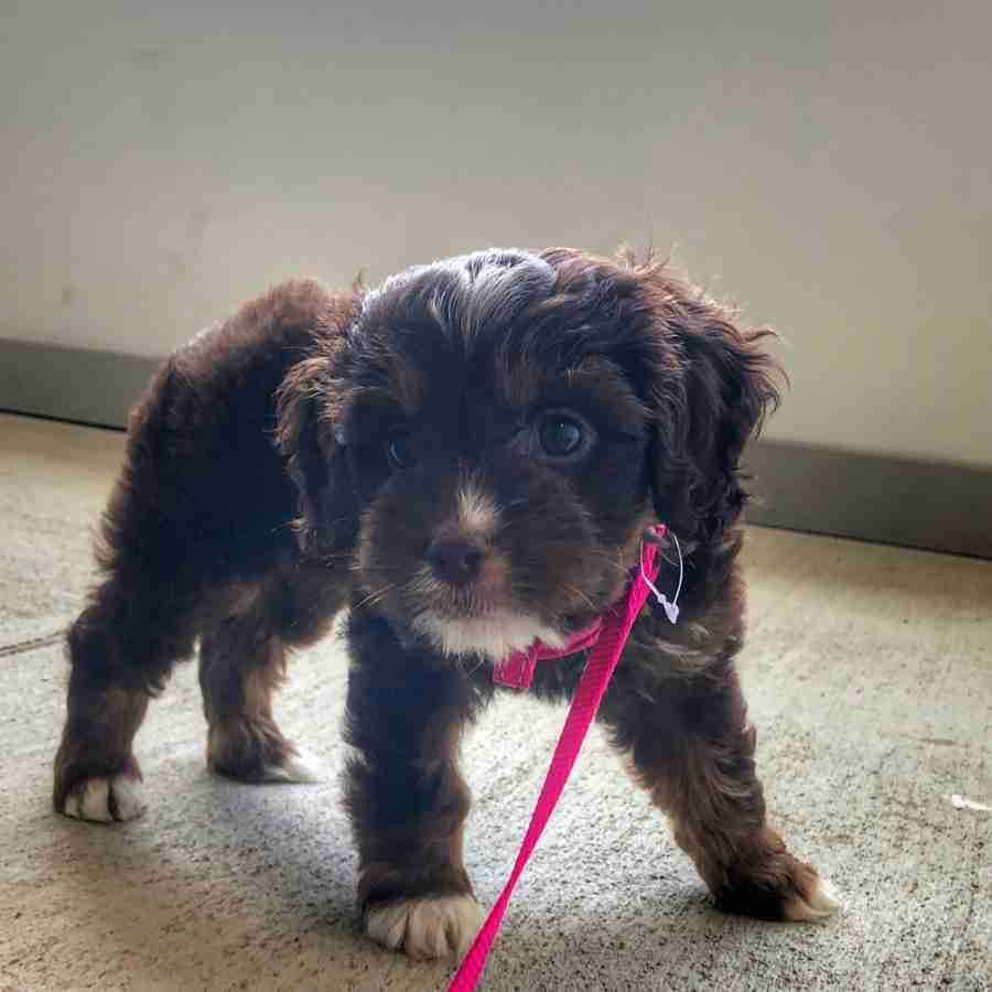 Adorable Coco, the Cockapoo, praciting indoors walking and wearing a pink leash.