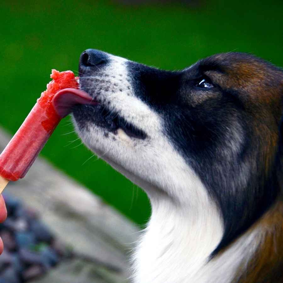 Adorable dog eating a yummy red popsicle on a hot summer day.
