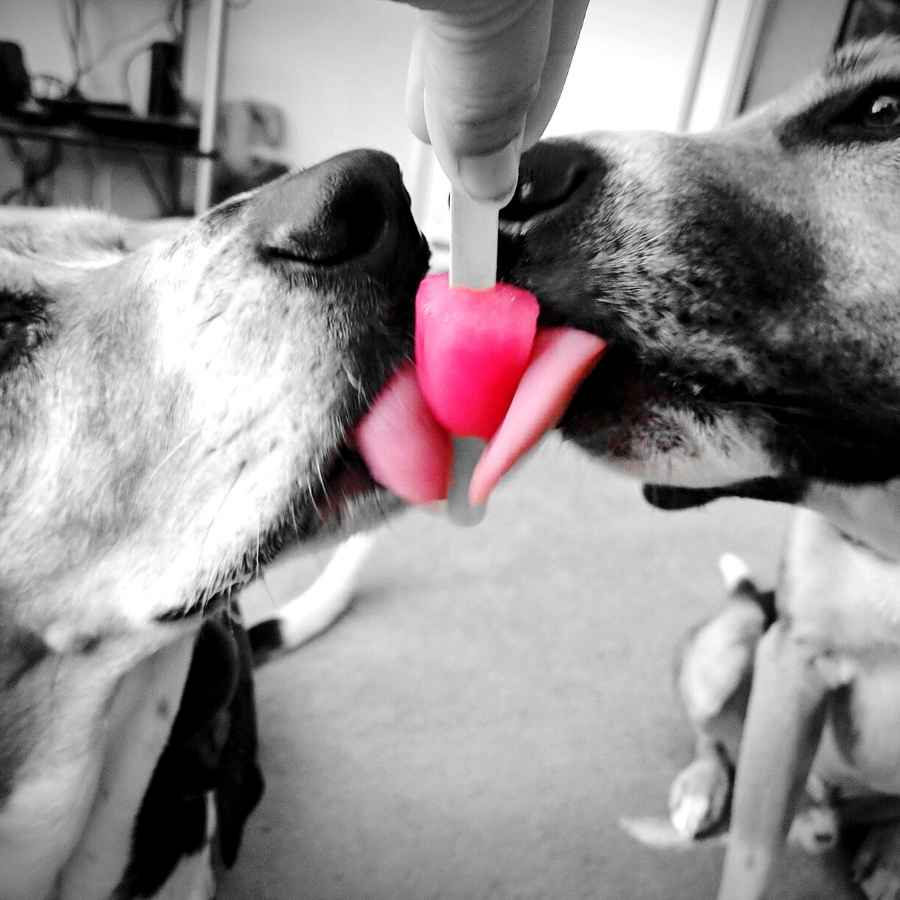 Adorable dogs Decker & Stanley sharing a popsicle on a hot summer day.