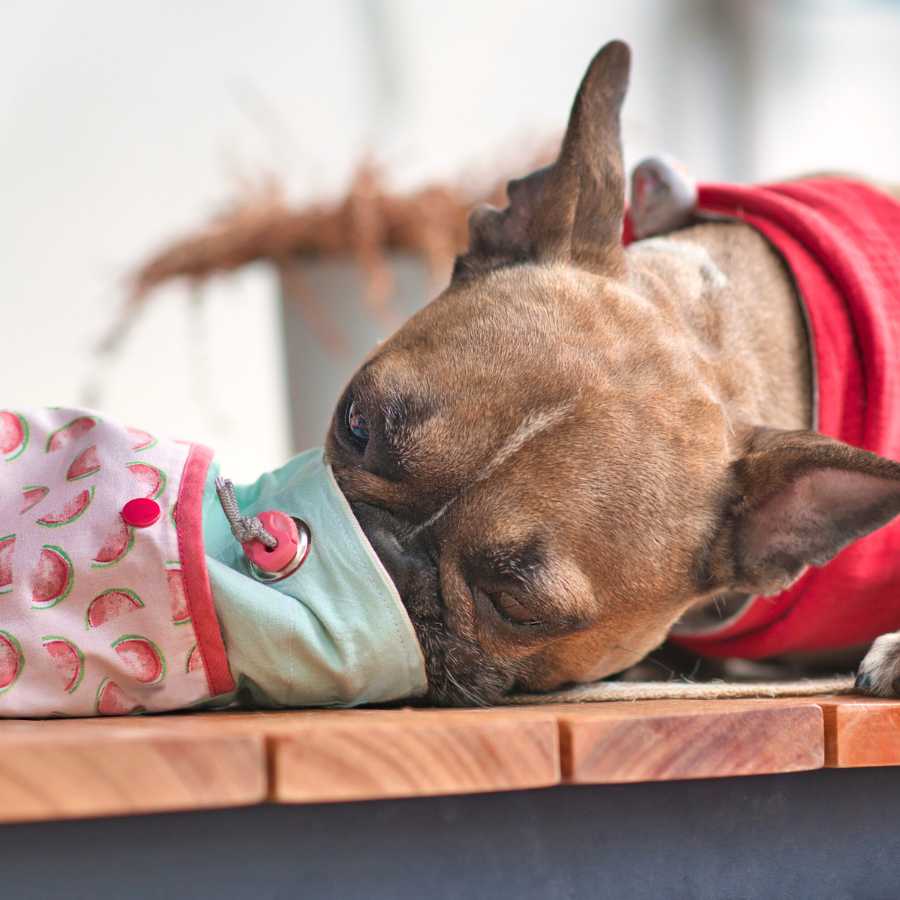 Adorable fawn-colored French Bulldog eating dog treats out of a homemade treat bag.