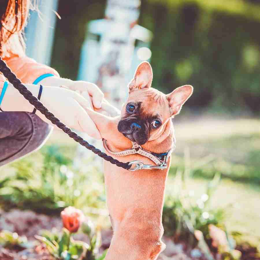 Adorable french bulldog puppy not paying attention to their dog mom during leash training.