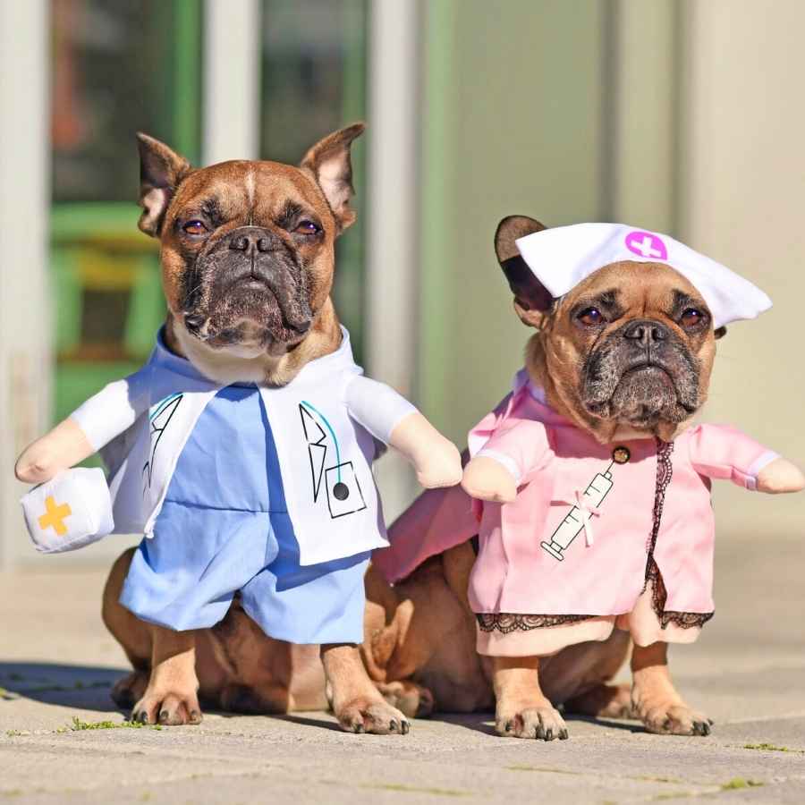Two adorable French Bulldogs dressed up in a Doctor and Nurse Halloween Dog Costume.