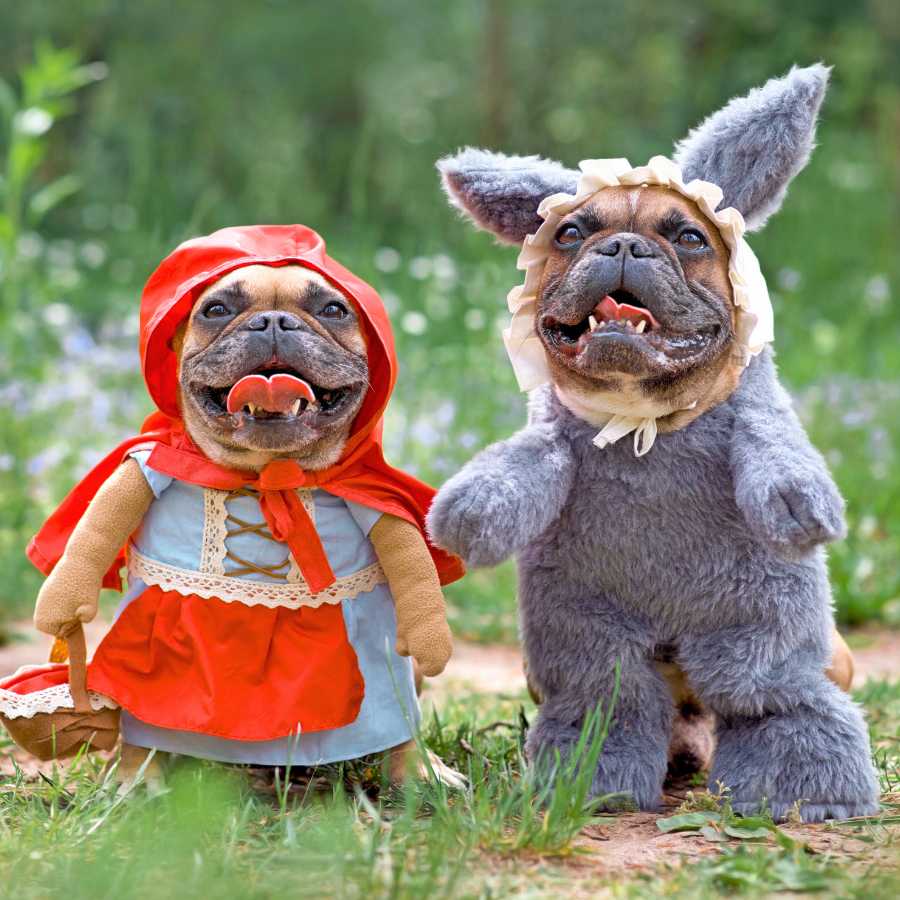 Two adorable french bulldogs wearing fairytale dog costumes, the Little Red Riding Hood and the Big Bad Wolf to celebrate Halloween.