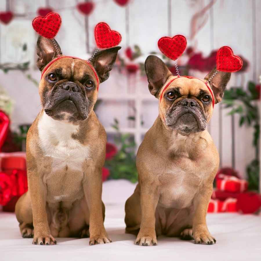 7 Reasons Your Dog Should Be Your Valentine – they made me wear it