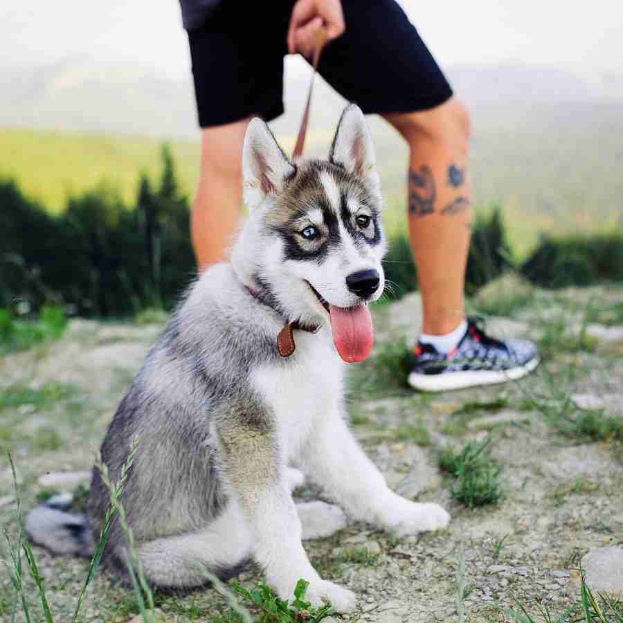 Adorable husky puppy taking a break during leash training and bonding.