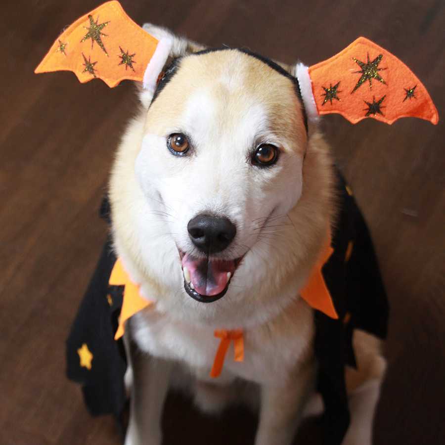 Adorable large dog wearing felt tips ears shaped like bat wings paired with a magical black cape to celebrate Halloween.