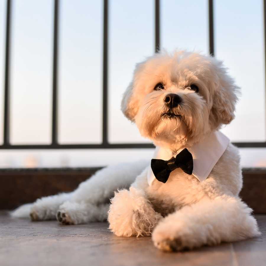 Adorable Maltese and Bichon mix wearing a bow-tie collar, looking poised and beautiful after being groomed.