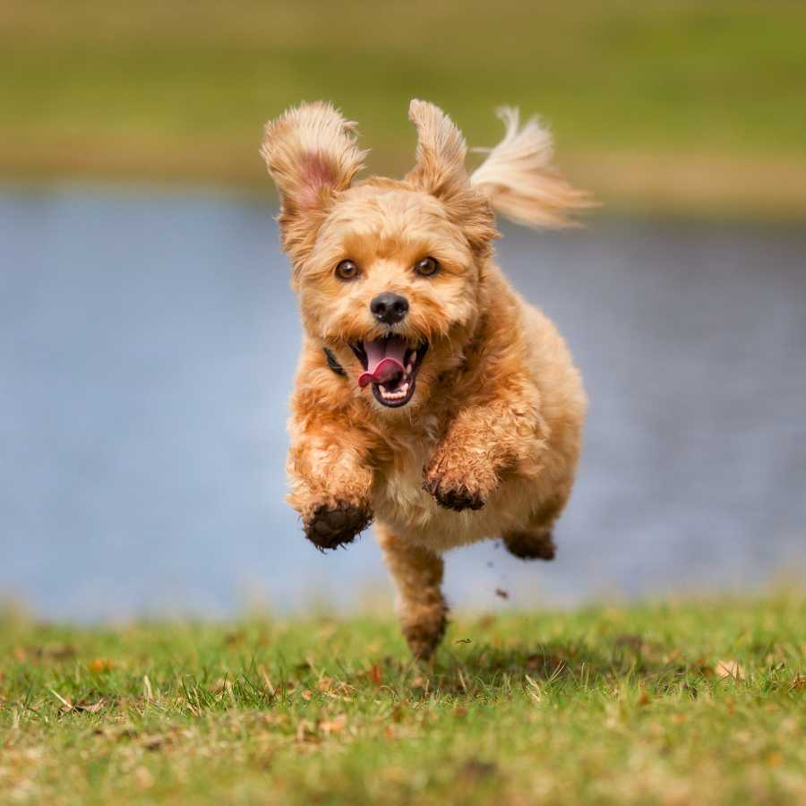 Adorable mixed breed dog running outdoors in nature, without a leash, on a beautiful sunny day.