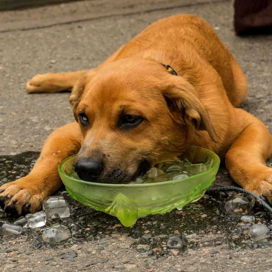 Adorable mixed dog lying down on a city street, cooling his head in a bowl of ice.