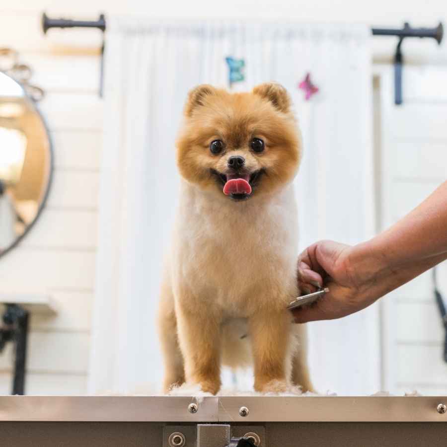 Adorable Pomeranian sticking their tongue out and getting groomed at home.