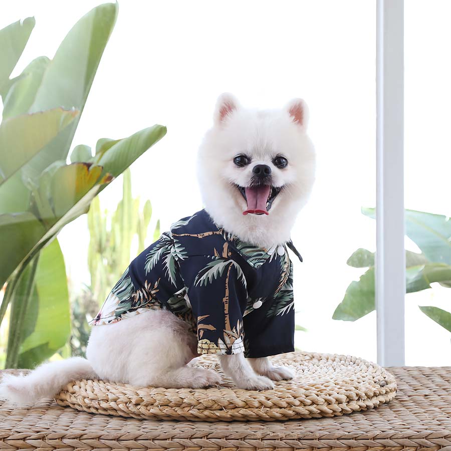 Adorable Pomeranian wearing the Pineapple Hawaiian Dog Shirt in Deep Blue Sea, from online dog clothing store they made me wear it.