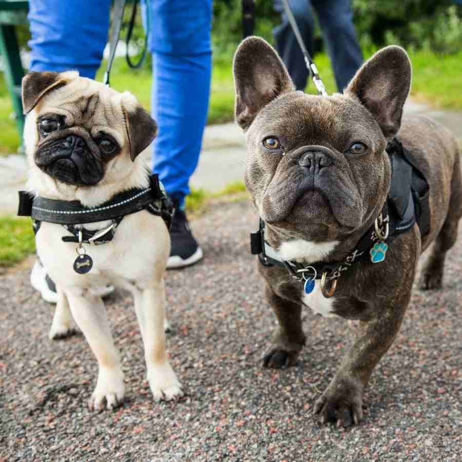 Adorable pug and french bulldog posing for the camera, while being taken on a walk at the park.