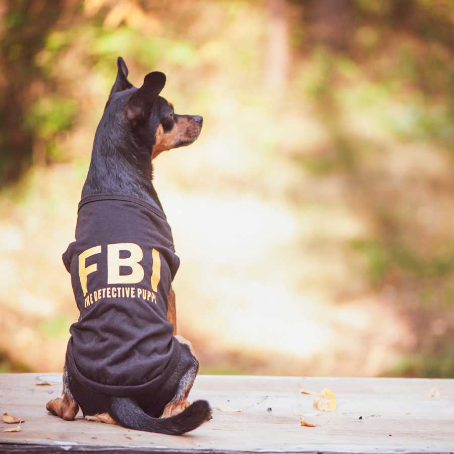 Adorable puppy wearing an FBI Agent dog shirt working as a doggy detective.