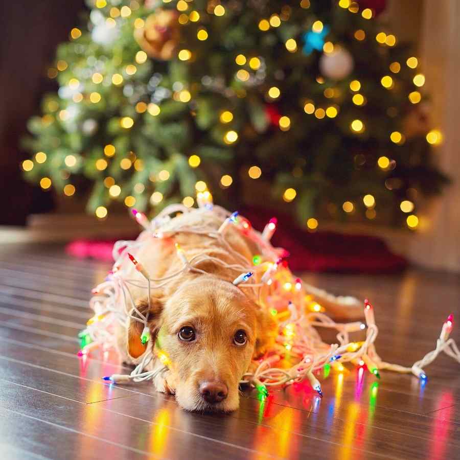 Adorable puppy tangled up in christmas lights and laying on the hardwood floor.