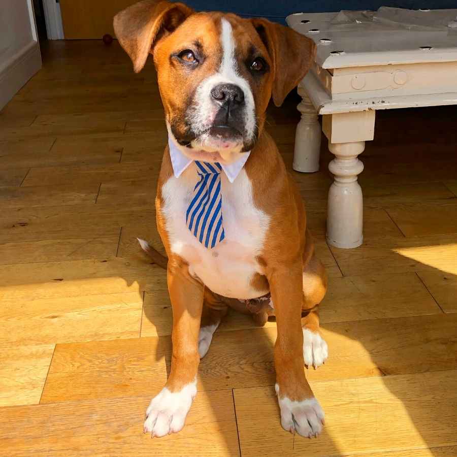Adorable Puppy wearing striped collar tie for Take Your Pet to Work Week.