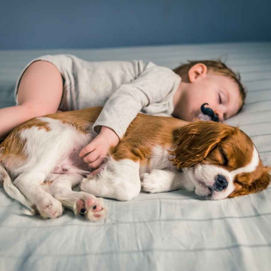 Adorable toddler hugging a King Charles Cavalier puppy and napping together, celebrating National Best Friends Day!