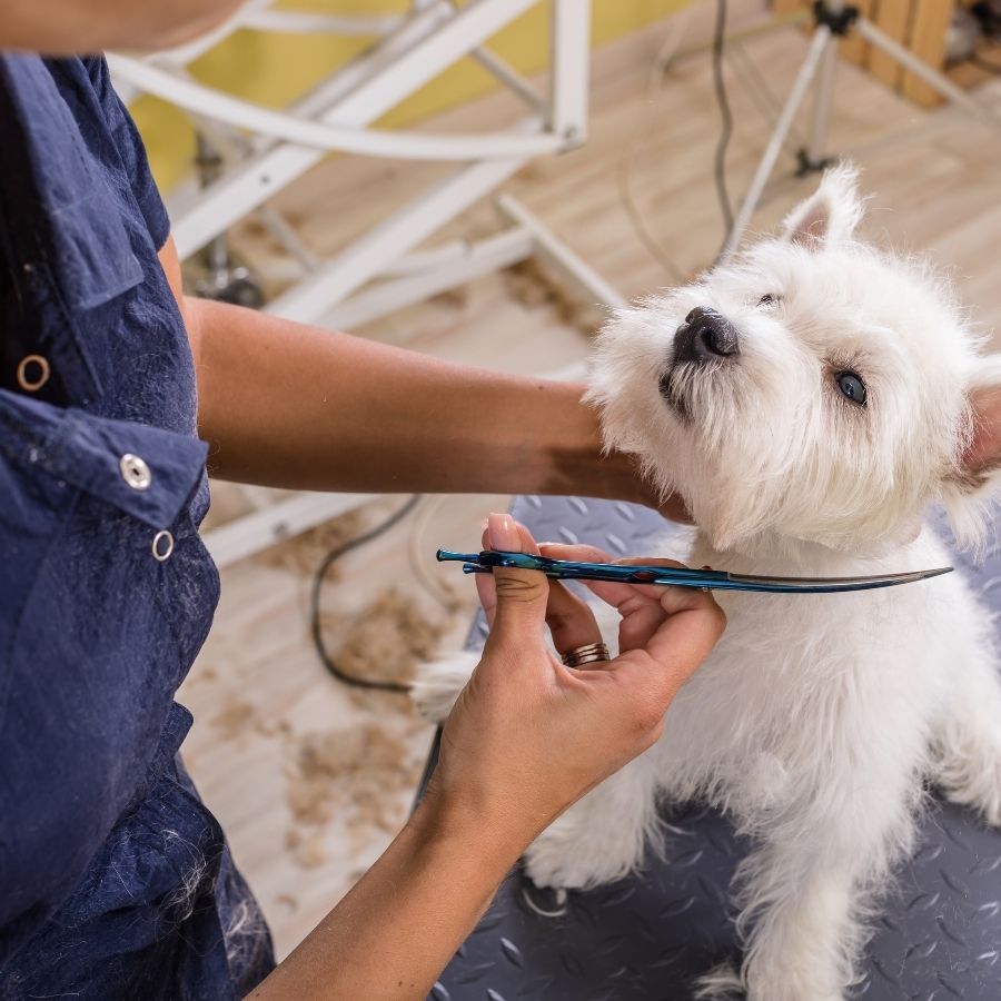 Adorable Westie looking in Groomer's eyes.