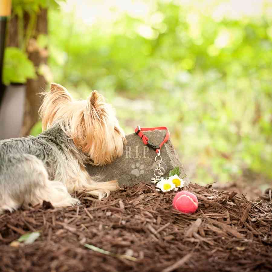 Adorable Yorkshire Terrier laying next to a tombstone of a beloved family pet.