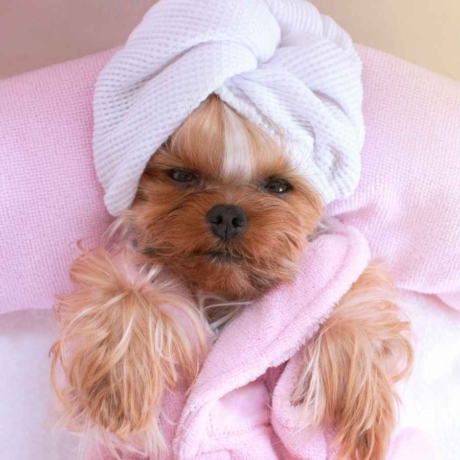 Adorable Yorkshire Terrier lying down relaxing at pet grooming salon spa and wearing pink fluffy bathrobe and towel head wrap.