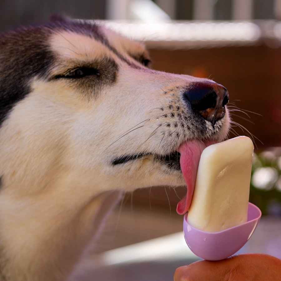 Adorable Husky licking a yogurt snack on a hot summer day.