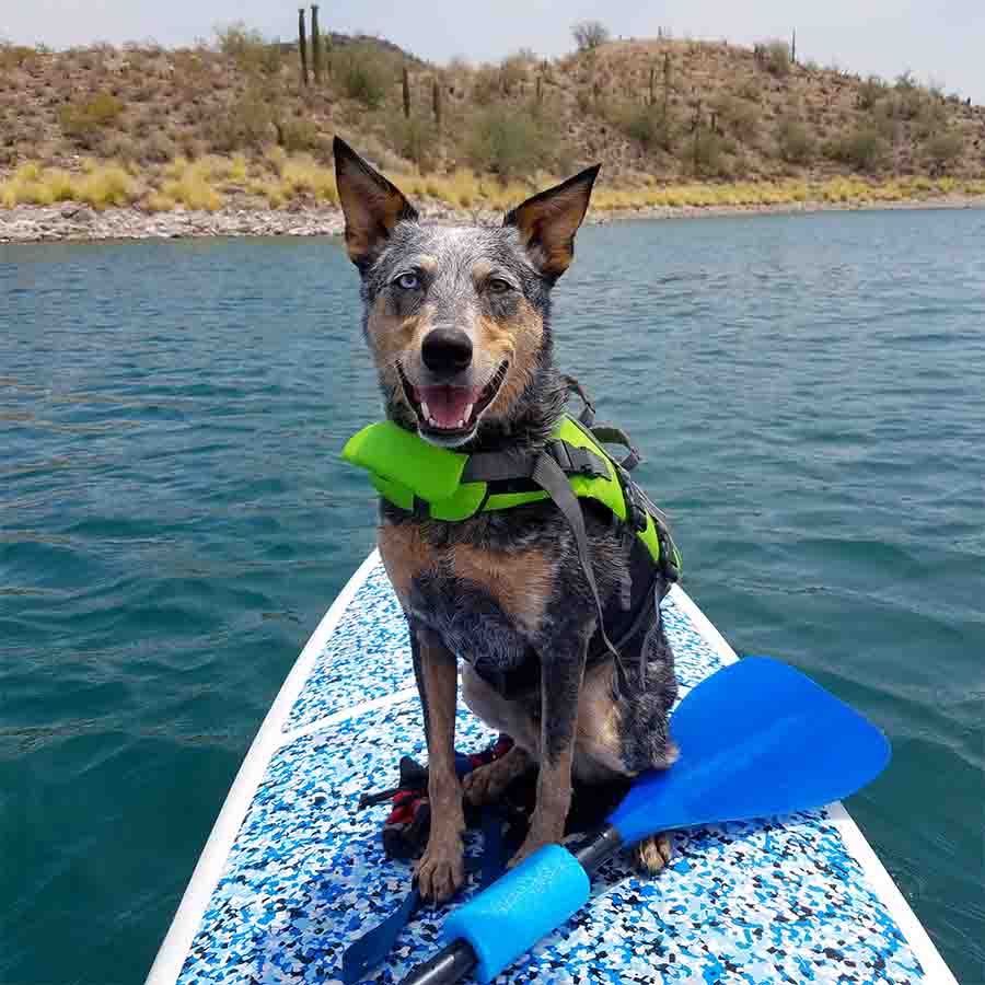 Australian Cattle Dog Mix wearing green life jacket on a paddleboard with oar.