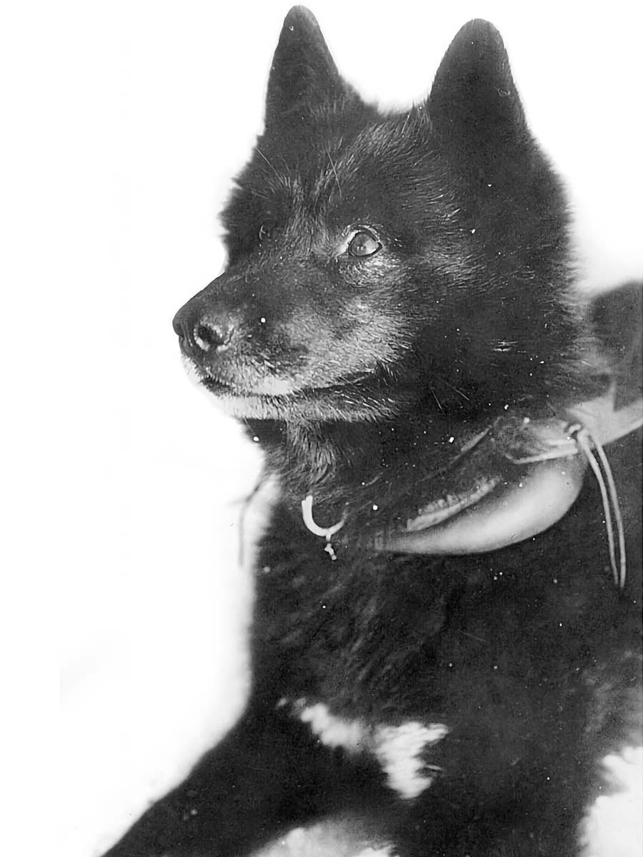 Balto, the brave sled Alaskan Husky dog who led his team through treacherous conditions to deliver life-saving medicine, reminding us that courage knows no bounds.