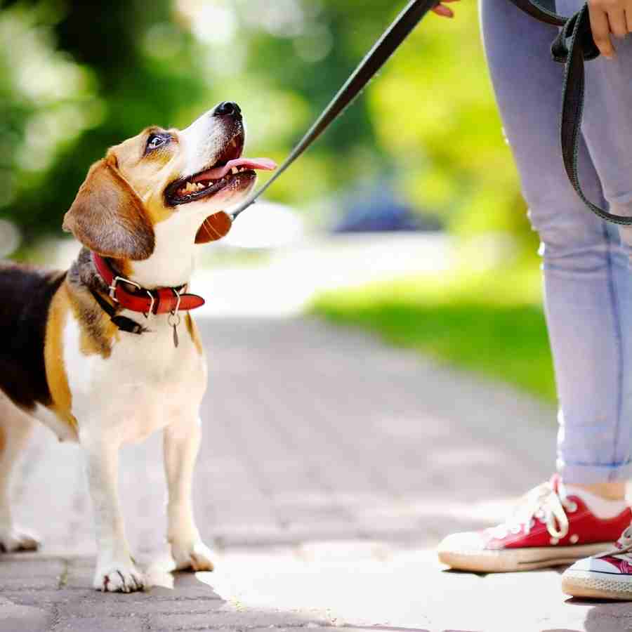 Beagle at the dog park looking up at young dog mom holding the leash.