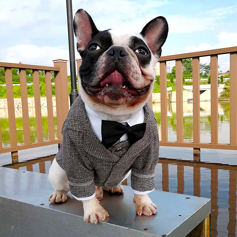 12 Tips for Dressing Your Dog for a Wedding