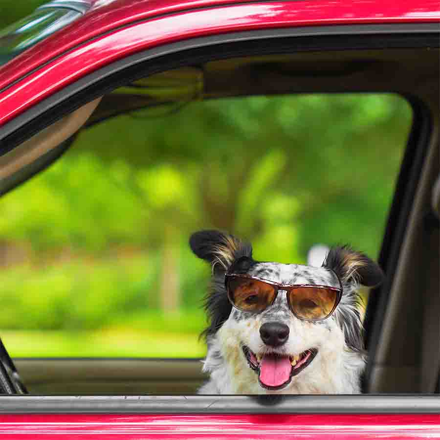 Border Collie Australian Shepherd mix sitting in a car, sporting cool sunglasses with his tongue sticking out ready to hit the open road.