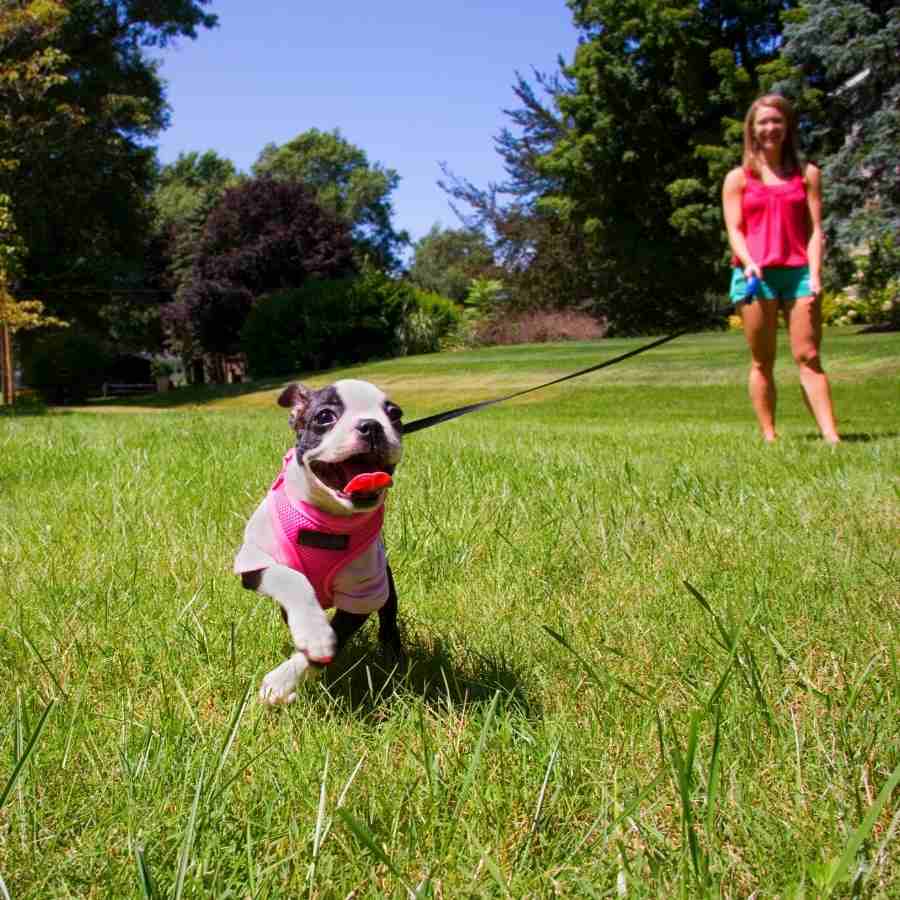 Dog owner and aadorable Boston Terrier puppy wearing a pink shirt, running in a field of grass at a park.