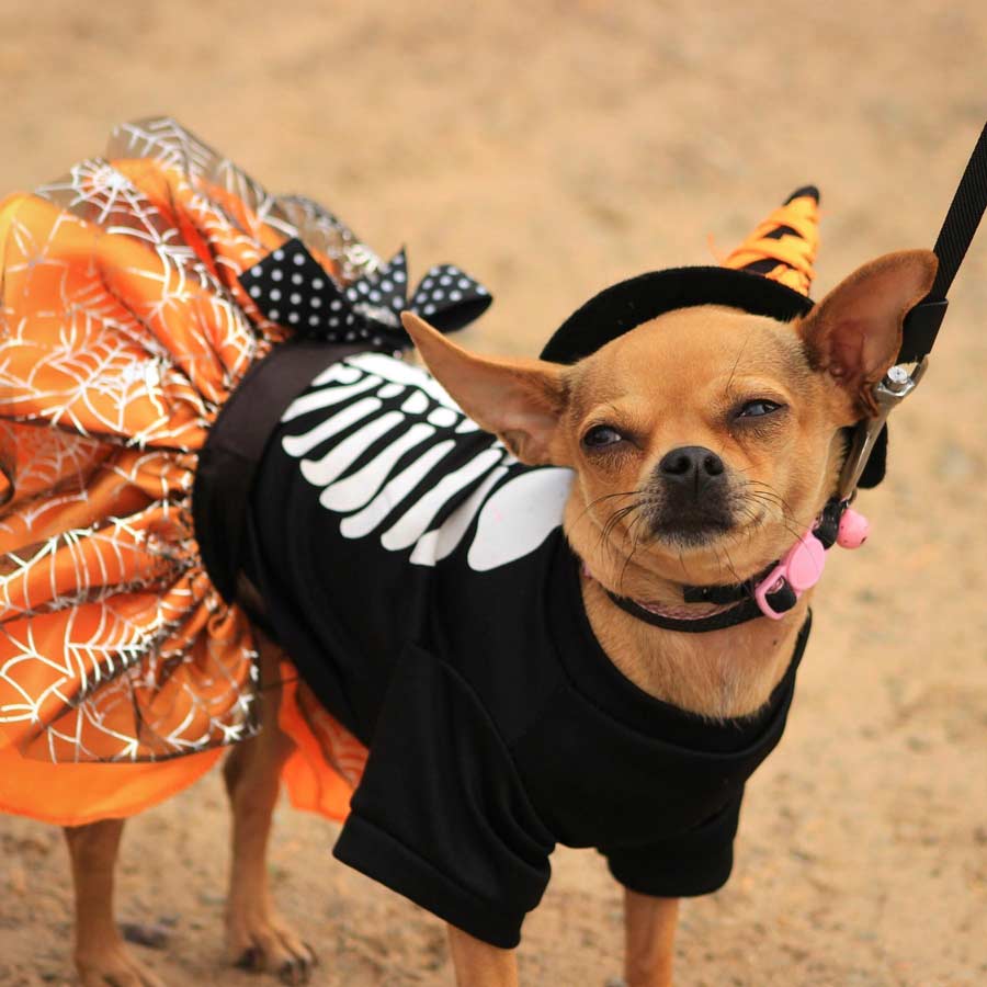 Adorable chihuahua dressed in spider web tutu dog dress for Halloween.