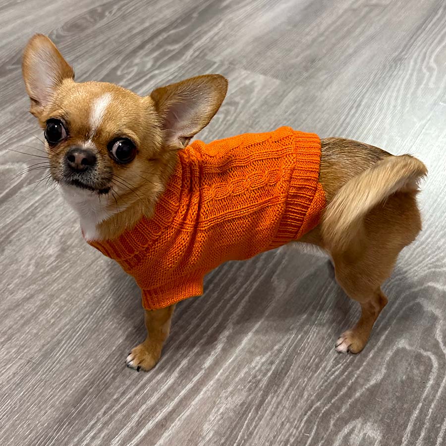 Chihuahua standing up wearing the Classic Dog Turtleneck in Saffron from online dog clothing store they made me wear it.