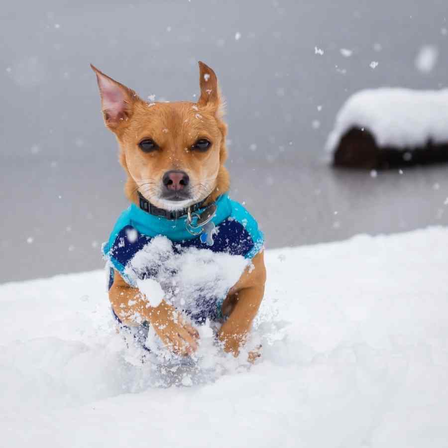 Small chihuahua wearing a blue sweater running in the winter snow.