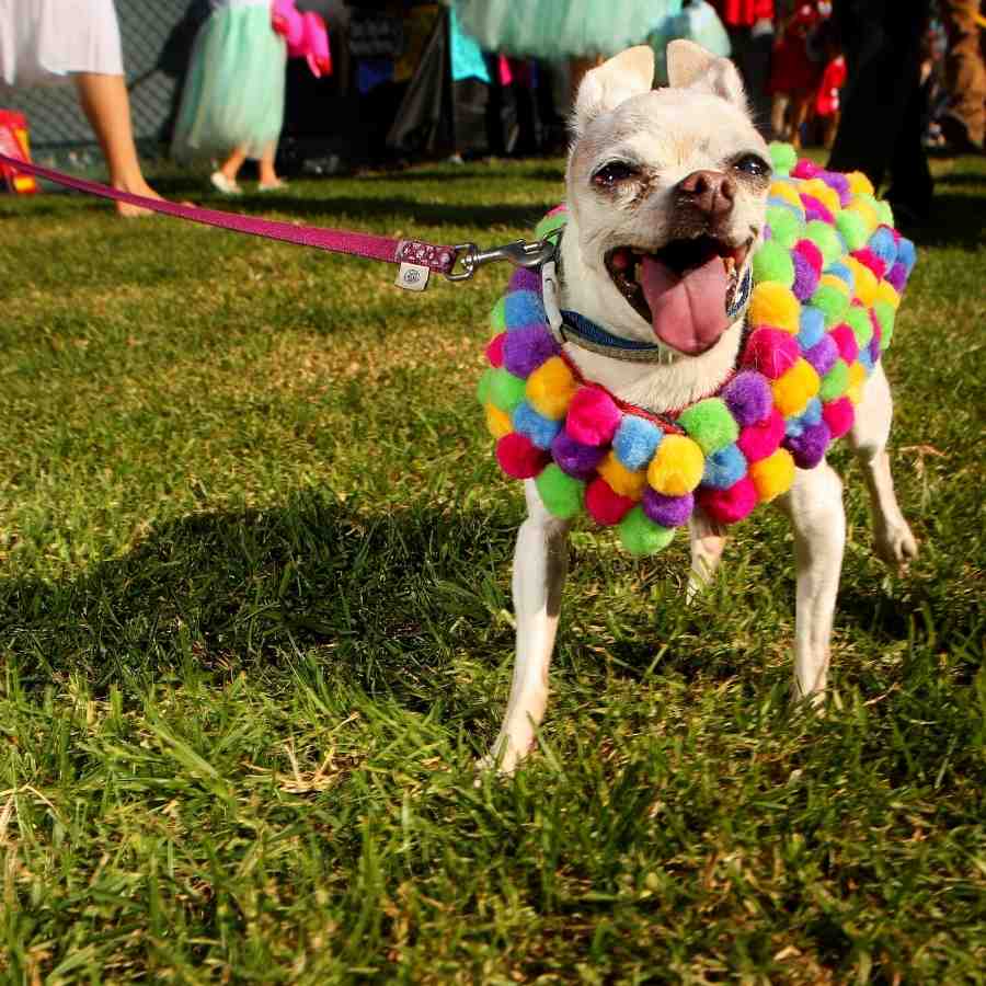 Chihuahua haute dog  Howl'oween Parade wearing pompom costume.