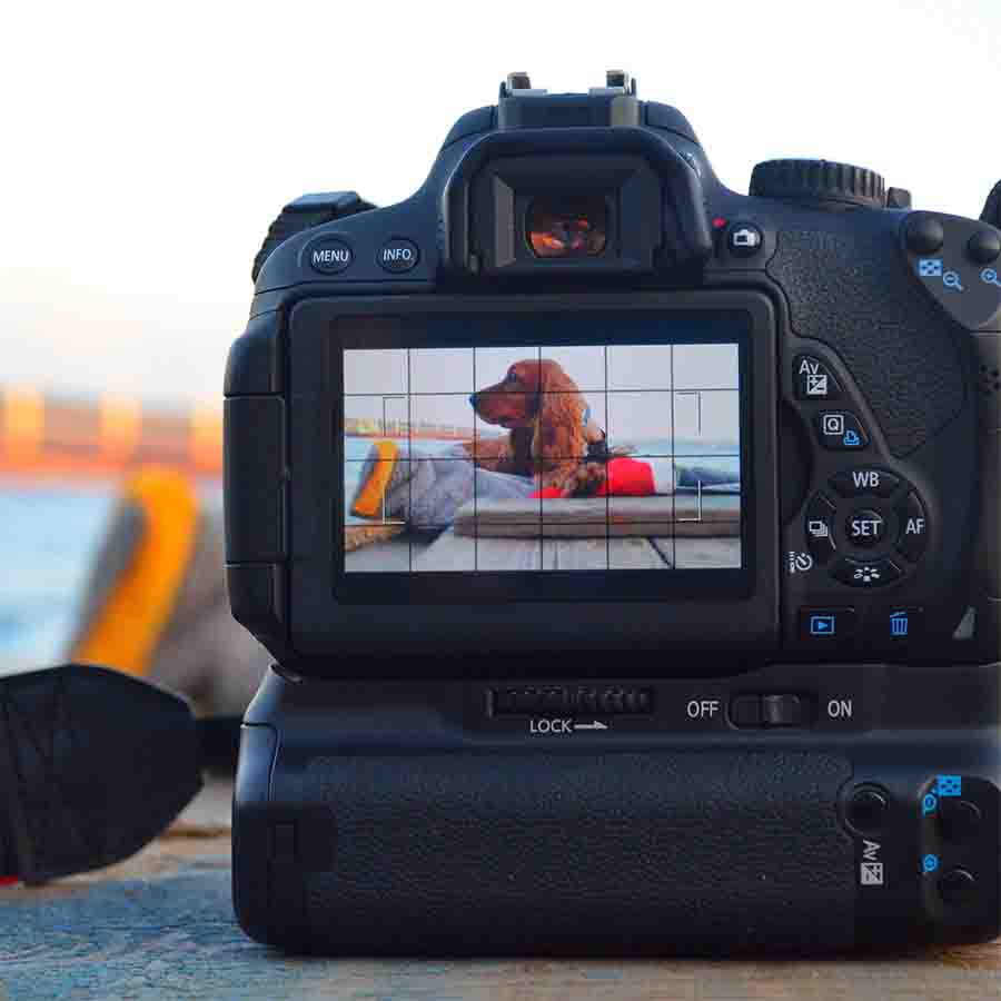 Cocker Spaniel in the viewfinder of a Canon DSLR camera.