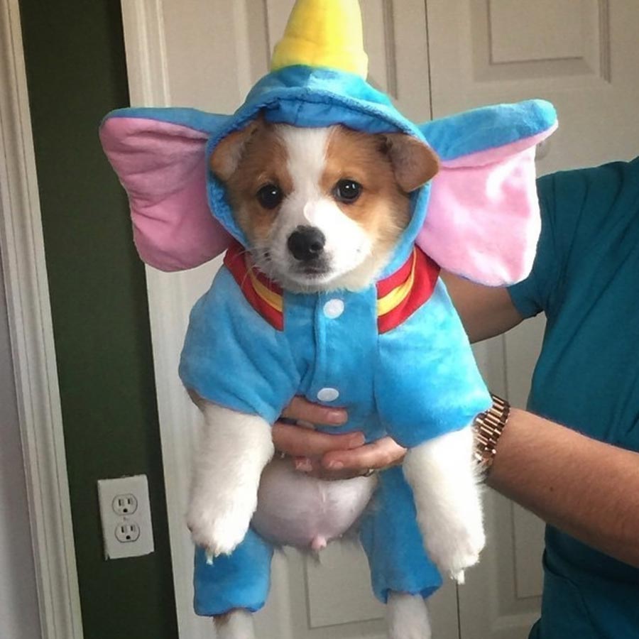 Shopping for a Small Dog Costume