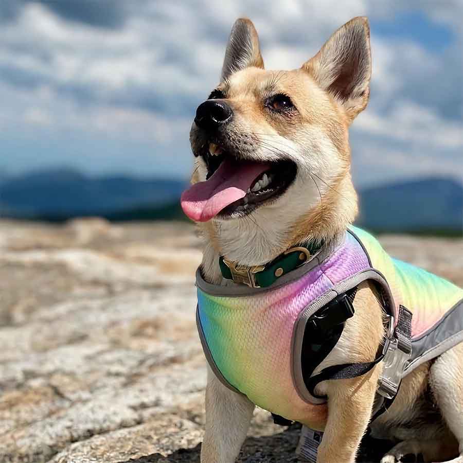 Adorable Corgi sticking his tongue out wearing THE LATEST Dog Cooling Vest in Iridescent Gray from online dog clothing store they made me wear it.