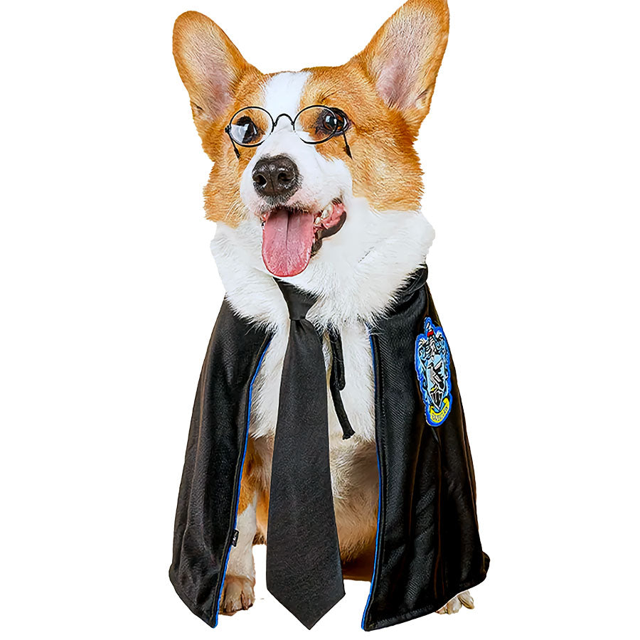 Corgi wearing the Harry Pupper Ravenpaw Dog Costume - Magical Dog Cloak Ensemble for Halloween from online dog costume shop they made me wear it.