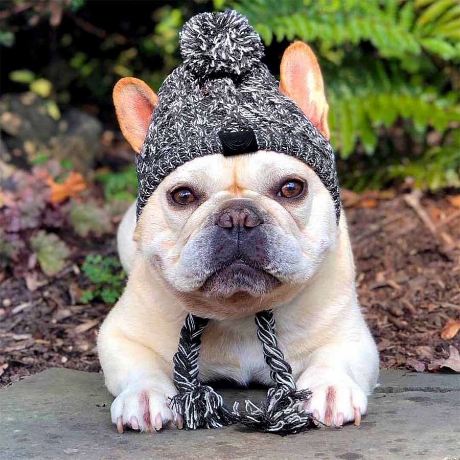 Cream French Bulldog wearing the adorable Graphite Warm Me Up Dog Beanie from online dog clothing store they made me wear it.