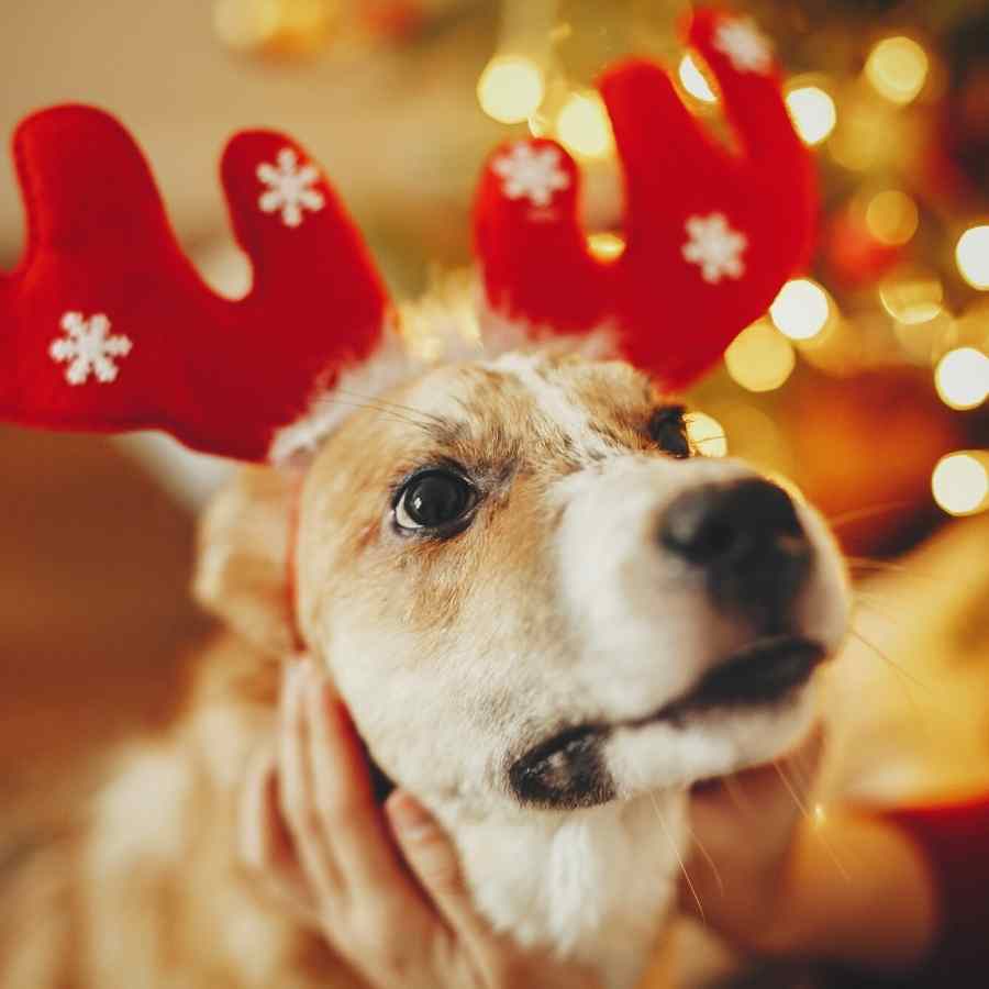 Cute dog with reindeer antlers and golden beautiful christmas tree lights.