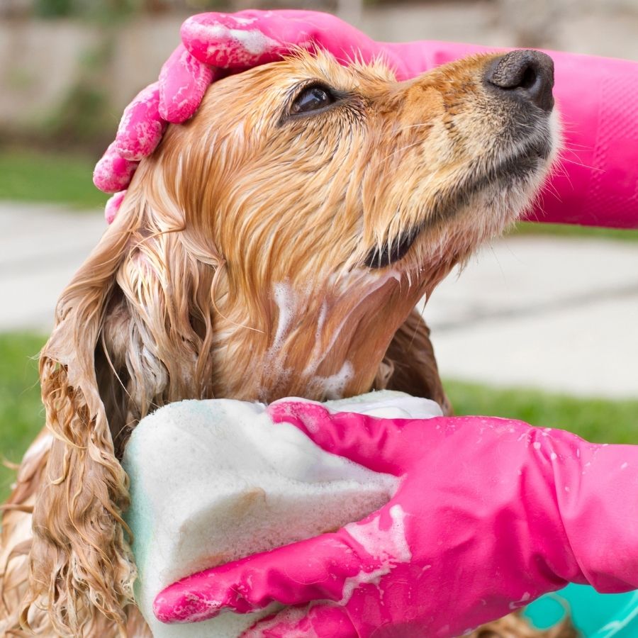 Cute English Cocker outside in a pool tub getting a simple sponge bath.