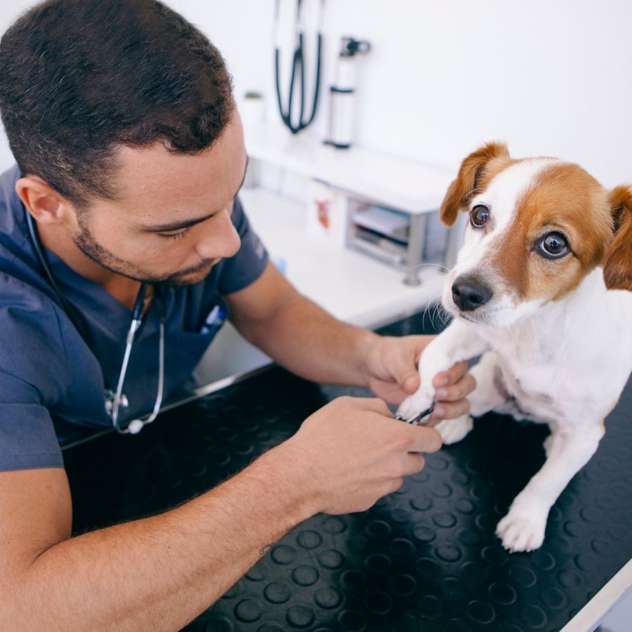 Cute little puppy getting their nails trimmed on a grooming table.