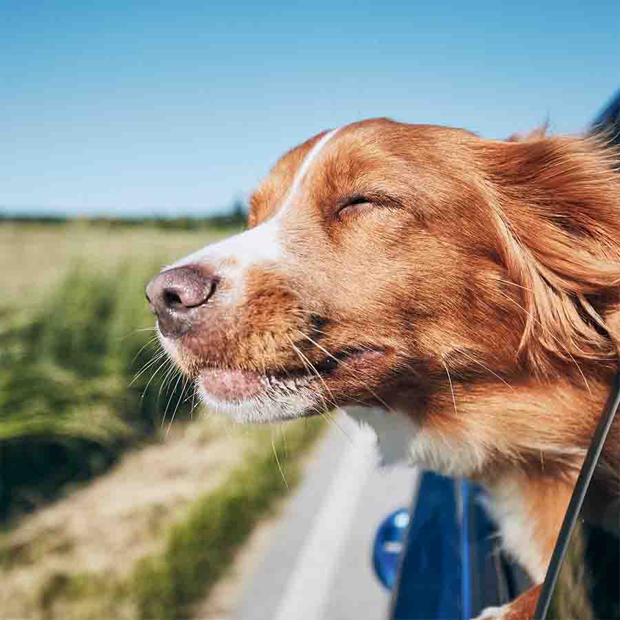 Cute Nova Scotia Duck Tolling Retriever enjoying the summer sun on his face while traveling shotgun in a car.