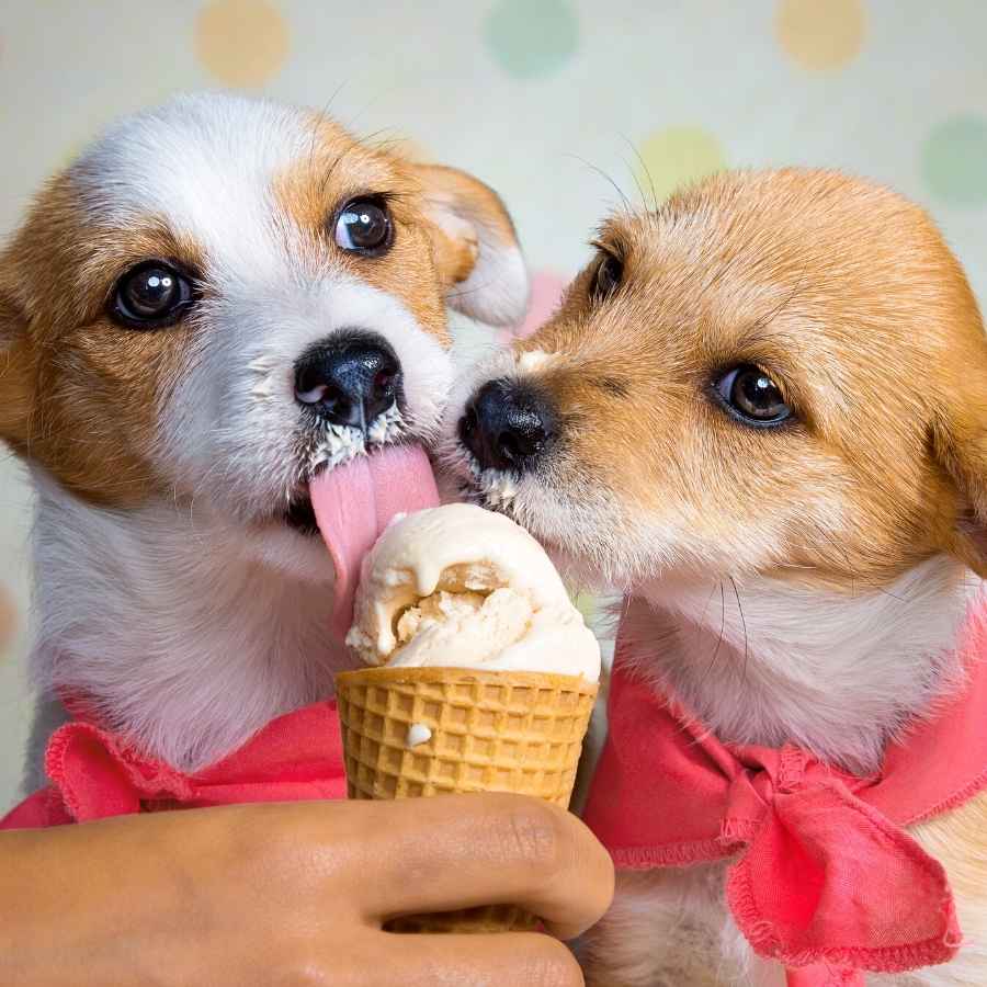 Cute puppies sharing a delicious ice cream cone for dogs.