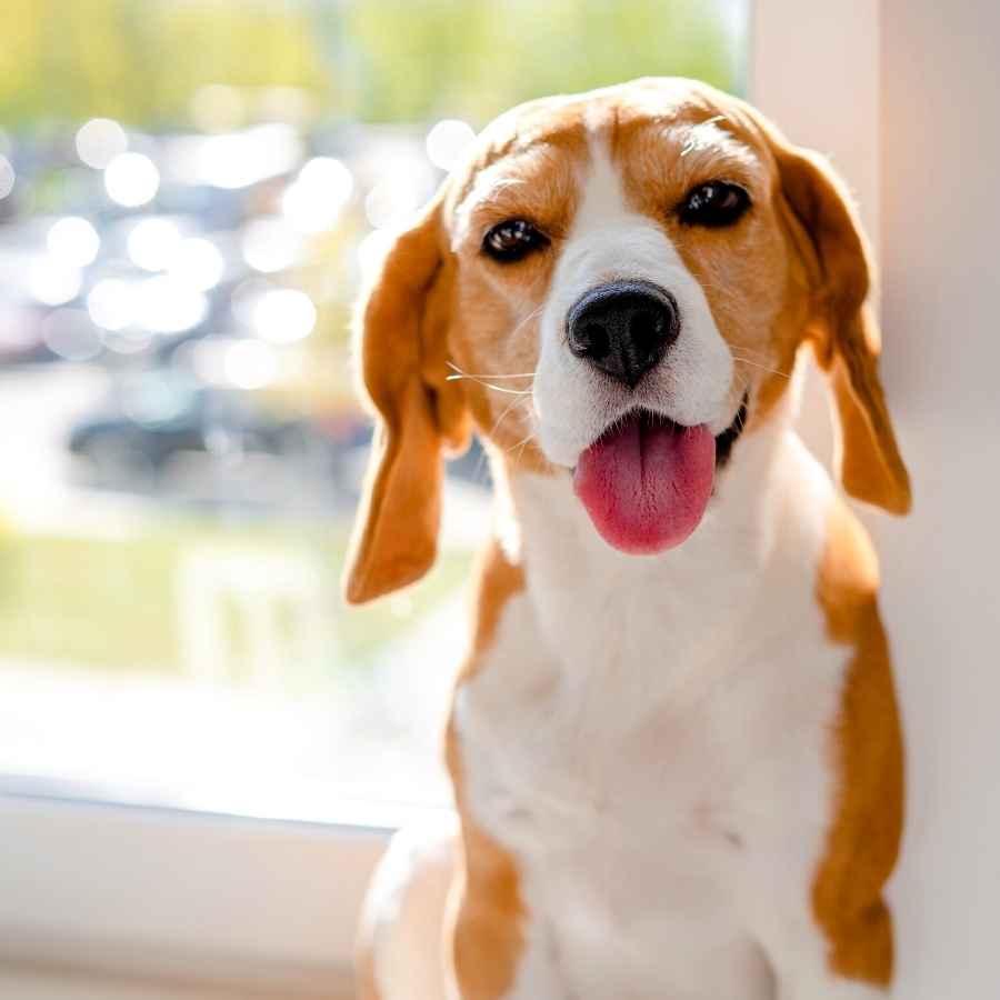 Cute smiling beagle dog near a big window indoors on a hot summer day.