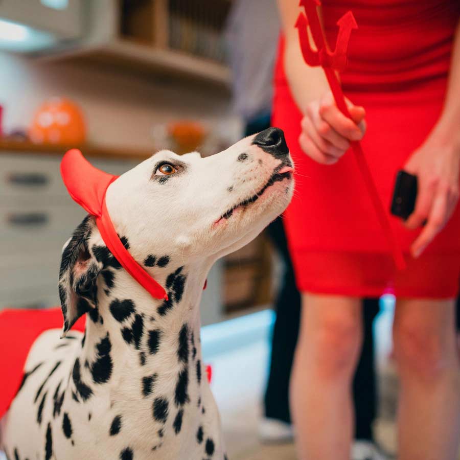 Gorgeous dalmatian dog wearing cool devil horns on Halloween, looking up at his dog owner.