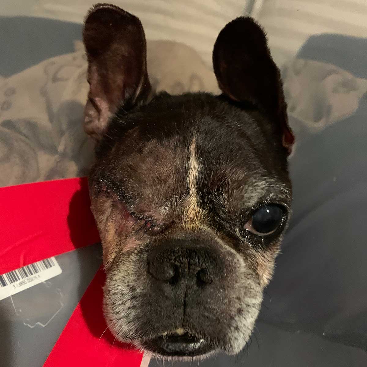 Dilla, French Bulldog and Boston Terrier mix, right after eye removal surgery.