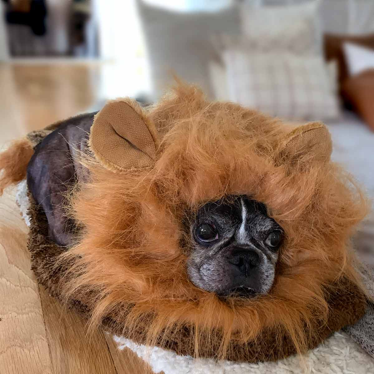 Dilla, French Bulldog and Boston Terrier mix, wearing Beauty and The Beast Lion Dog Costume.