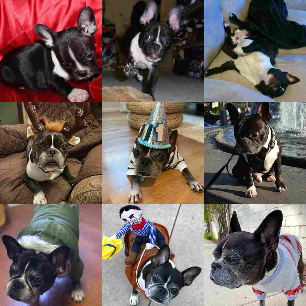 Click here to read about Dilla, our French Bulldog and Boston Terrier mix.